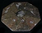 Fossil Goniatite & Orthoceras Tray/Platter #22861-1